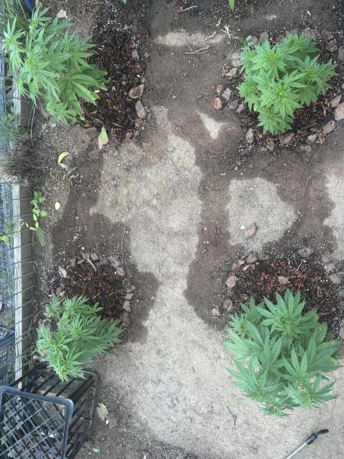 ACT Outdoor Grow 2025/2026. Week 10