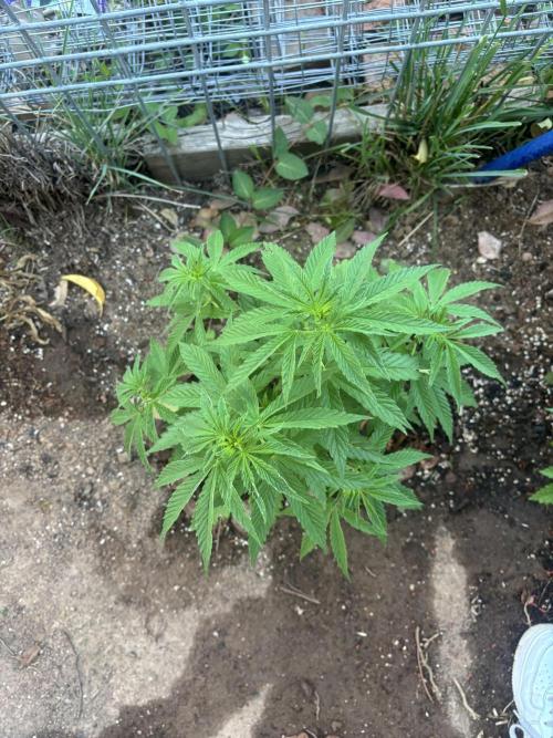 ACT Outdoor Grow 2025/2026. Week 10