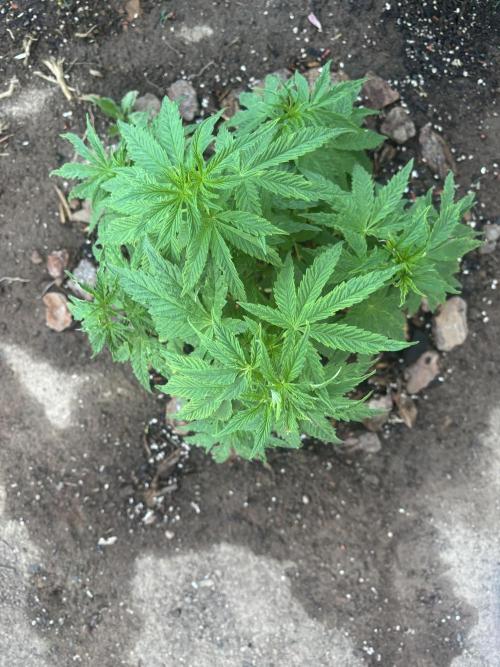 ACT Outdoor Grow 2025/2026. Week 10