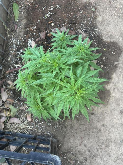 ACT Outdoor Grow 2025/2026. Week 10