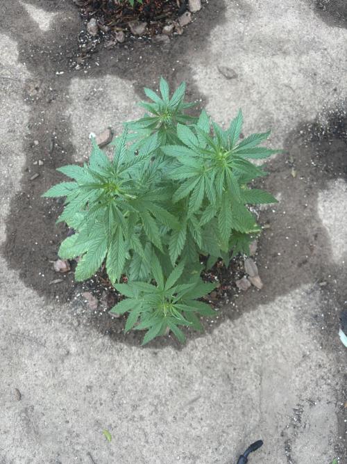 ACT Outdoor Grow 2025/2026. Week 10