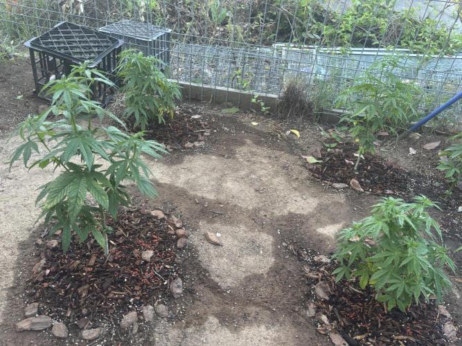 ACT Outdoor Grow 2025/2026. Week 10