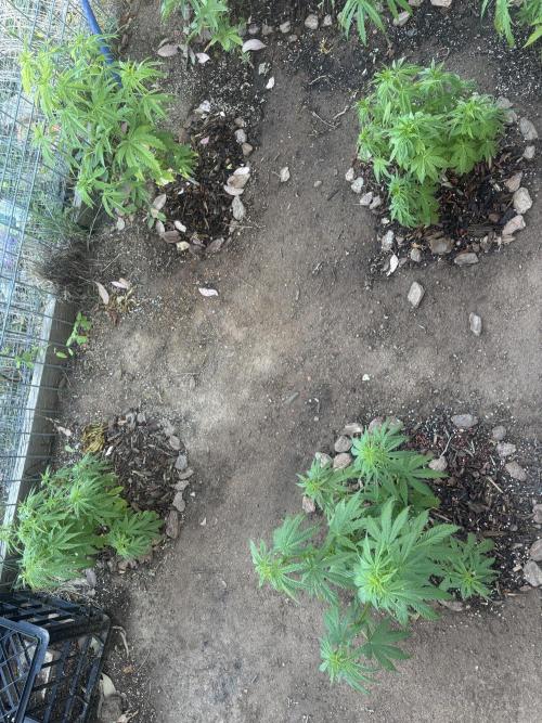 ACT Outdoor Grow 2025/2026. Week 11