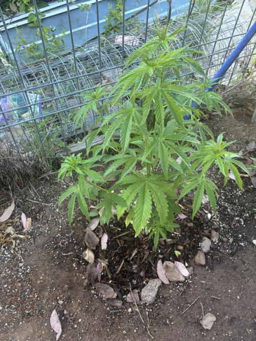 ACT Outdoor Grow 2025/2026. Week 11