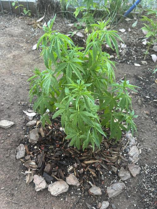 ACT Outdoor Grow 2025/2026. Week 11