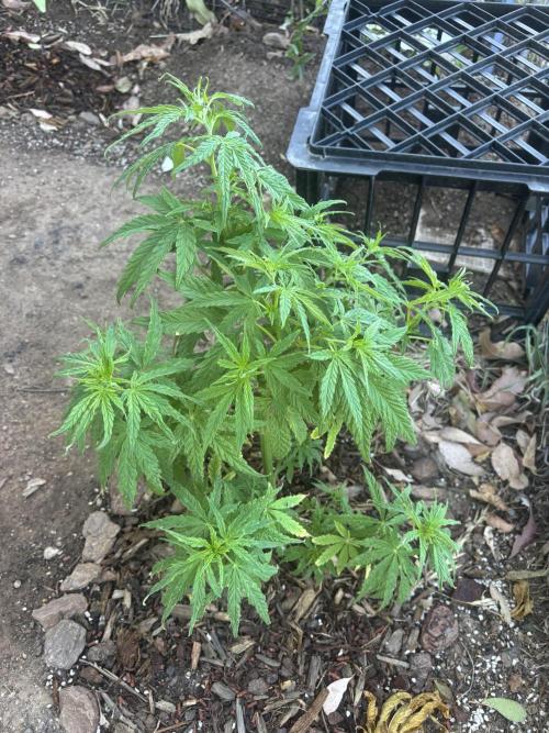 ACT Outdoor Grow 2025/2026. Week 11