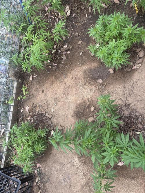 ACT Outdoor Grow 2025/2026. Week 12