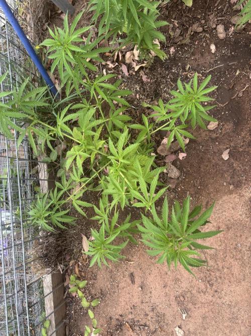 ACT Outdoor Grow 2025/2026. Week 12