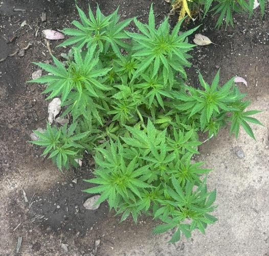 ACT Outdoor Grow 2025/2026. Week 12