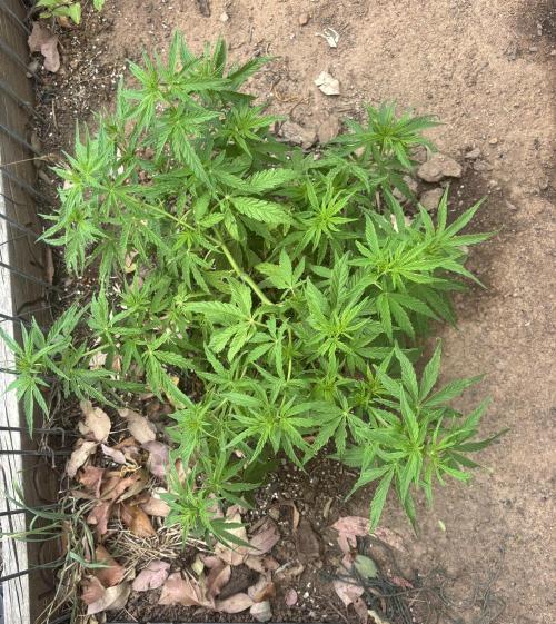 ACT Outdoor Grow 2025/2026. Week 12