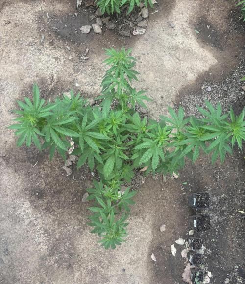 ACT Outdoor Grow 2025/2026. Week 12