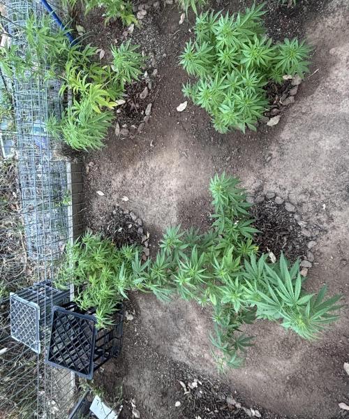 ACT Outdoor Grow 2025/2026. Week 13