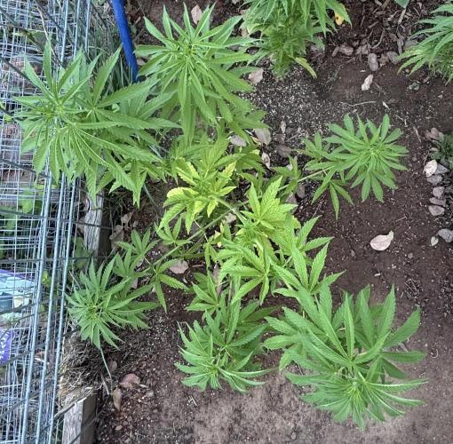 ACT Outdoor Grow 2025/2026. Week 13