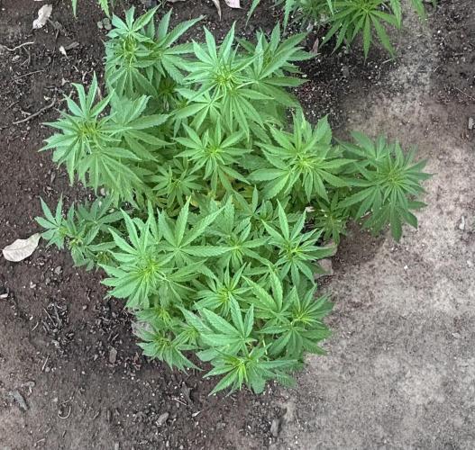 ACT Outdoor Grow 2025/2026. Week 13
