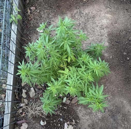 ACT Outdoor Grow 2025/2026. Week 13