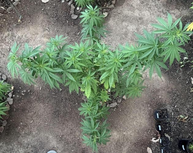 ACT Outdoor Grow 2025/2026. Week 13