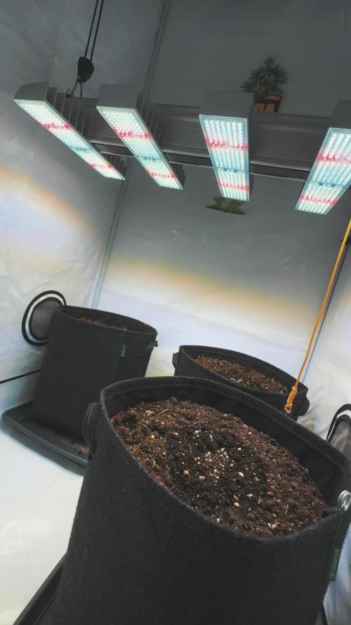 Tropicanna Banana. Week 0 - Tag 2 nach der Keimung.
Temp: 24 grad Celsius 
LFK: 72% 