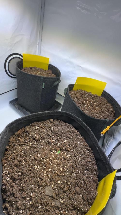 Tropicanna Banana. Week 0 - Tag 2 nach der Keimung.
Temp: 24 grad Celsius 
LFK: 72% 