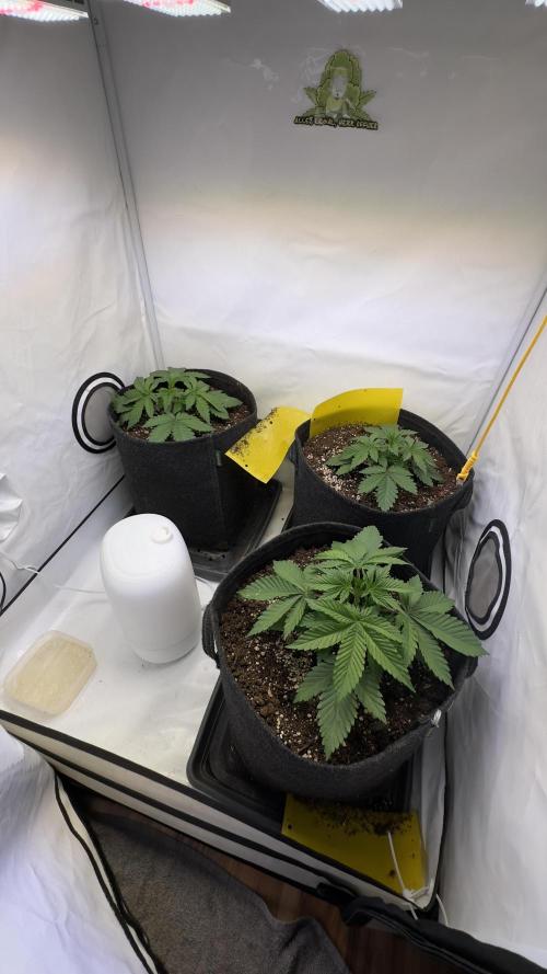 Tropicanna Banana. Week 3 - Vegetation Tag 21