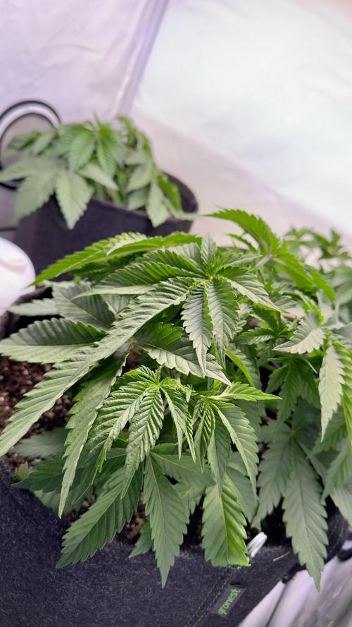 Tropicanna Banana. Week 3 - Vegetation Tag 35
(5 Day After 1x topping)