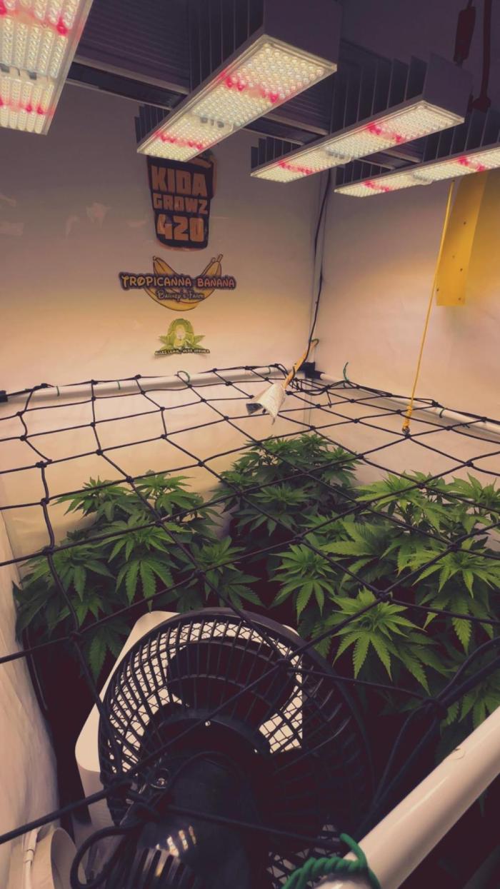 Tropicanna Banana. Week 6 - Vorblüte