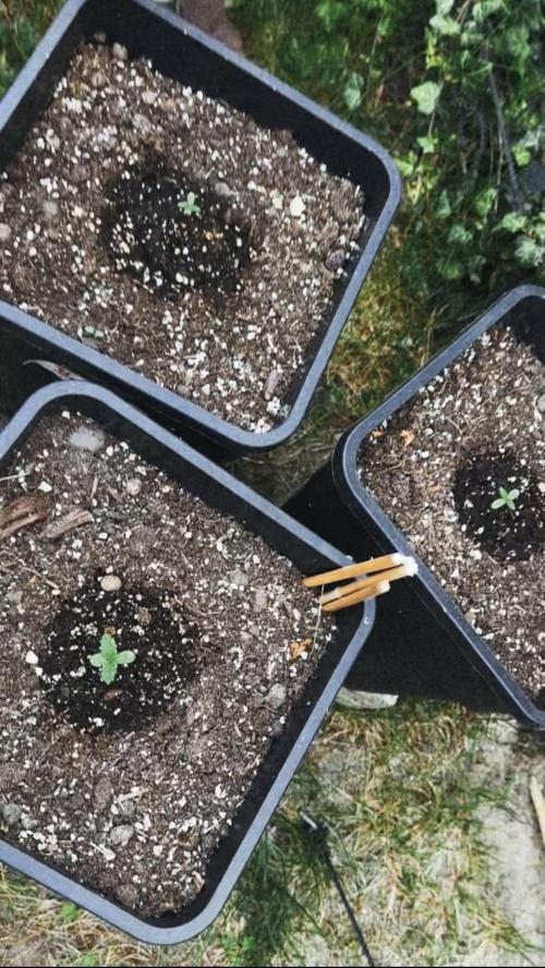 Outdoor '26. Week 1 - Alle 3 Keimlinge sind gewachsen 👾
Vegetation Tag 3 