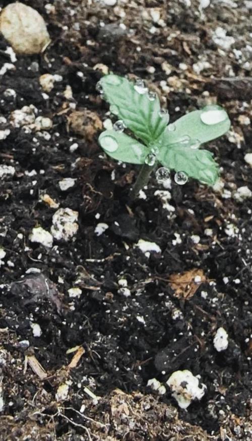 Outdoor '26. Week 1 - Wedding Cake Auto an VegiTag 3