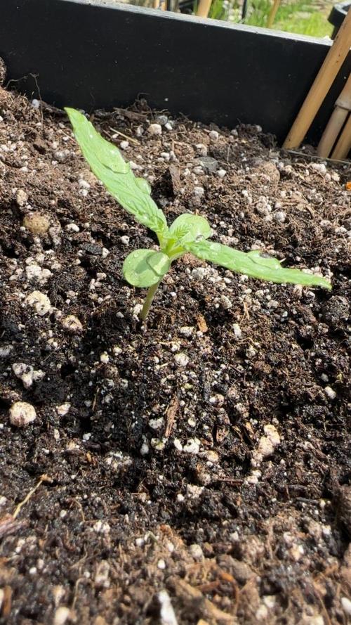 Outdoor '26. Week 2 - Die Wedding Cake Auto geht ordentlich ab 