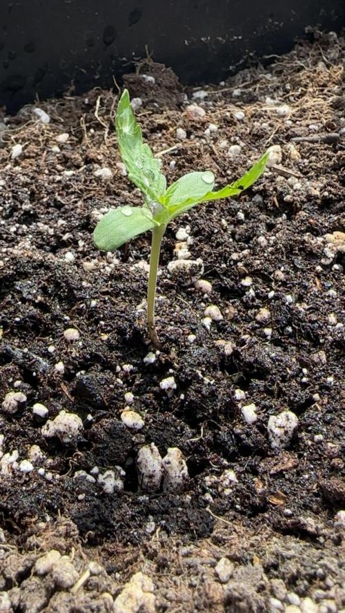 Outdoor '26. Week 2 - Gorilla Z Auto geht‘s prächtig 
