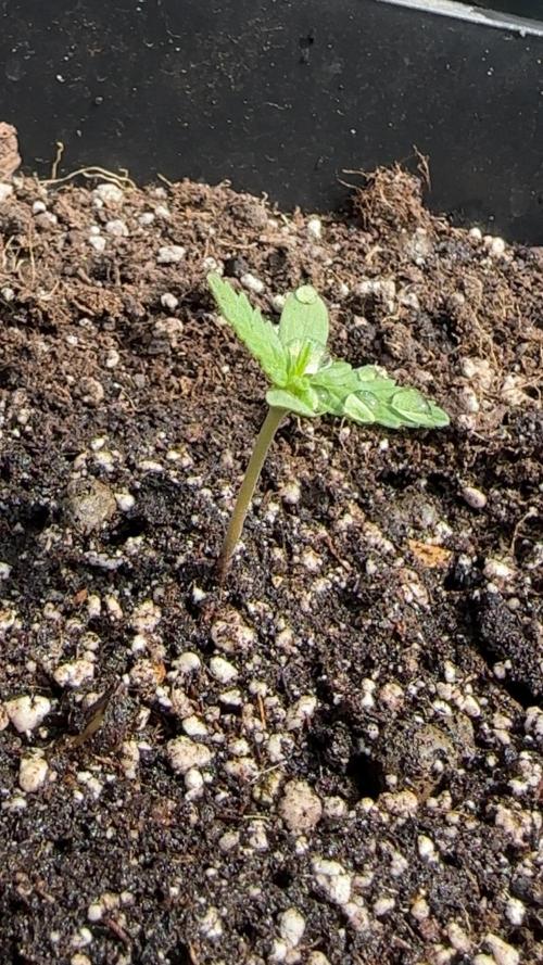 Outdoor '26. Week 2 - Apple Fritter Auto mag noch nicht wirklich, aber steht stabil 