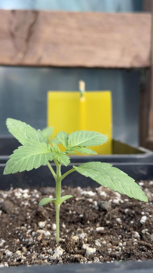 Outdoor '26. Week 3 - Wedding cake Auto ist am schnellsten & bildet schon das 3th Blattpaar