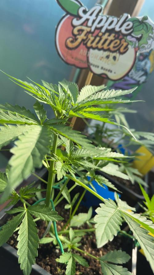 Outdoor '26. Week 4 - BlüteTag 4 der Apple Fritter Auto