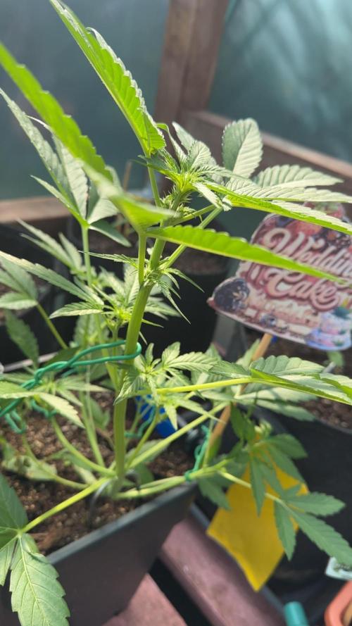 Outdoor '26. Week 4 - BlüteTag 8 der Gorilla Z Auto
Der Stretch beginnt, sie ist aber sehr schnell