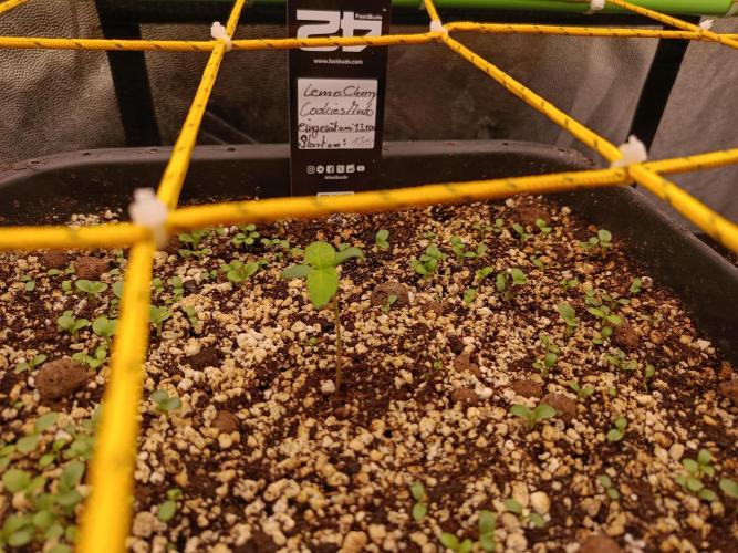 2x FastBuds 1x Barneys Farm. Week 1