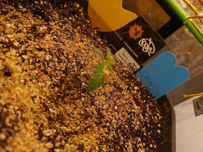 2x FastBuds 1x Barneys Farm. Week 1