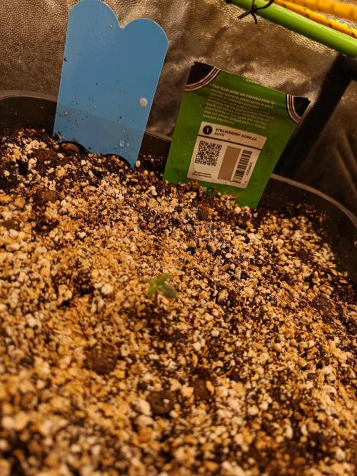 2x FastBuds 1x Barneys Farm. Week 1