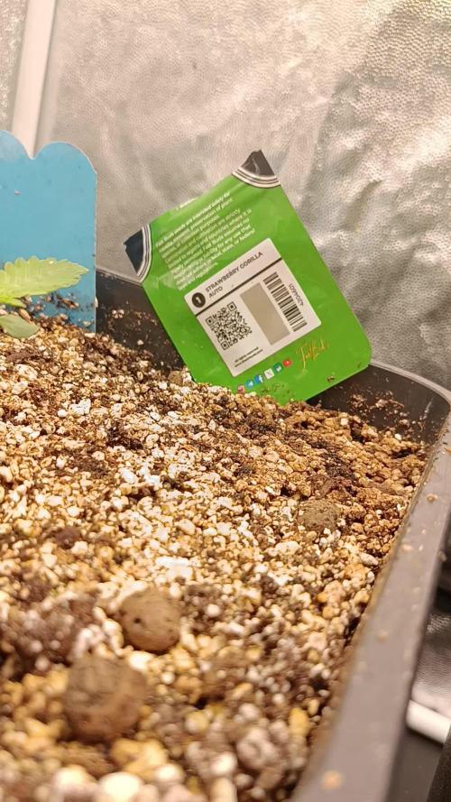 2x FastBuds 1x Barneys Farm