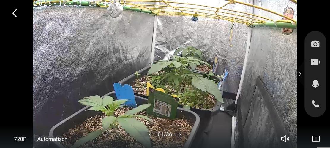 2x FastBuds 1x Barneys Farm. Week 3 - Heute gab es Biotabs BOOM BOOM Spray.