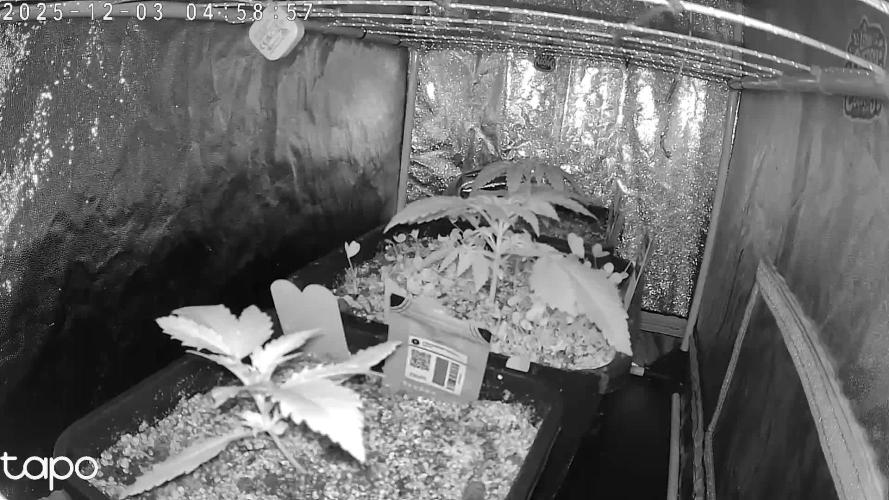 2x FastBuds 1x Barneys Farm