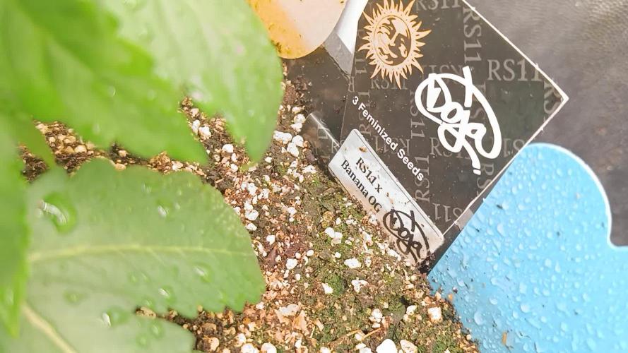 2x FastBuds 1x Barneys Farm