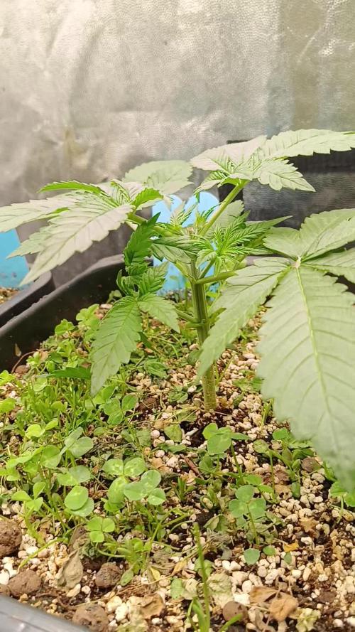 2x FastBuds 1x Barneys Farm