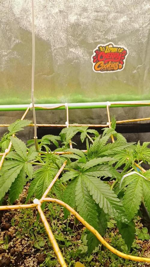 2x FastBuds 1x Barneys Farm