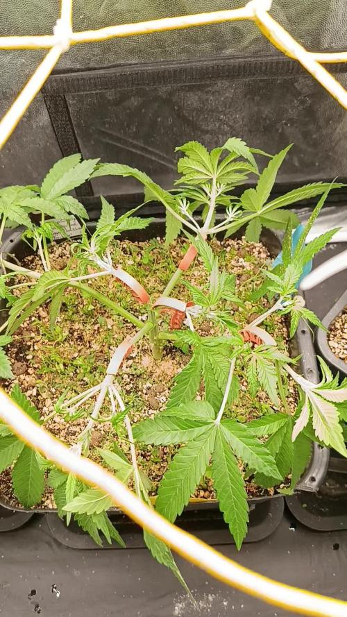 2x FastBuds 1x Barneys Farm