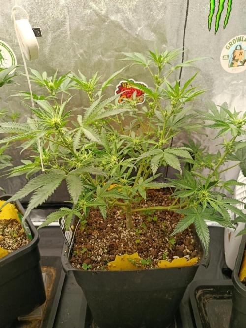 2x FastBuds 1x Barneys Farm. Week 5