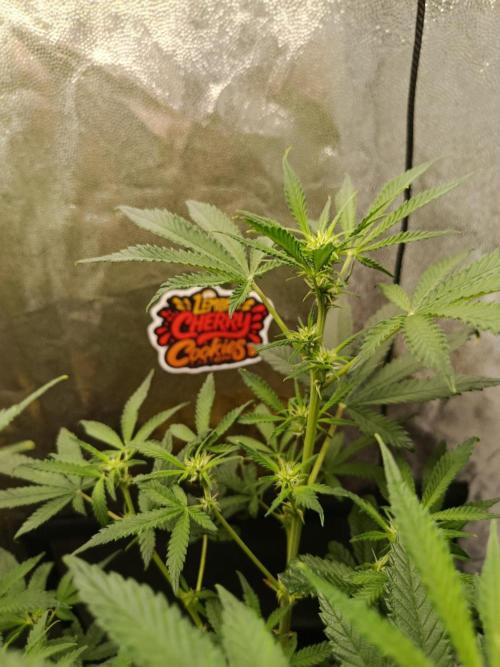 2x FastBuds 1x Barneys Farm. Week 5