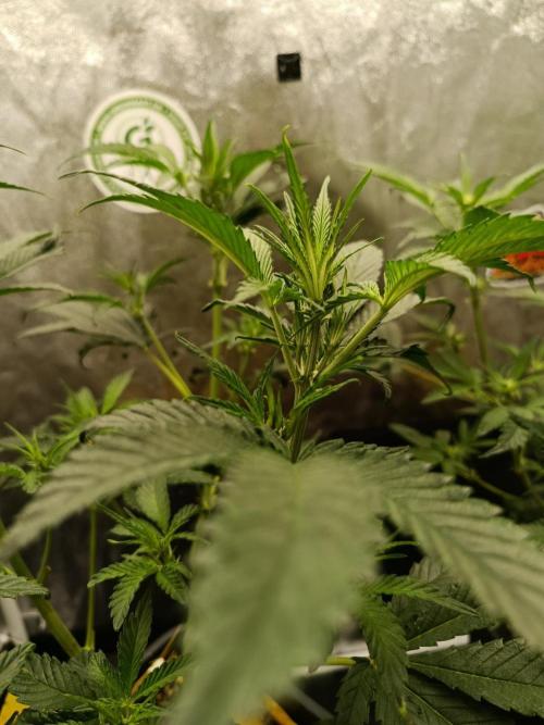 2x FastBuds 1x Barneys Farm. Week 5