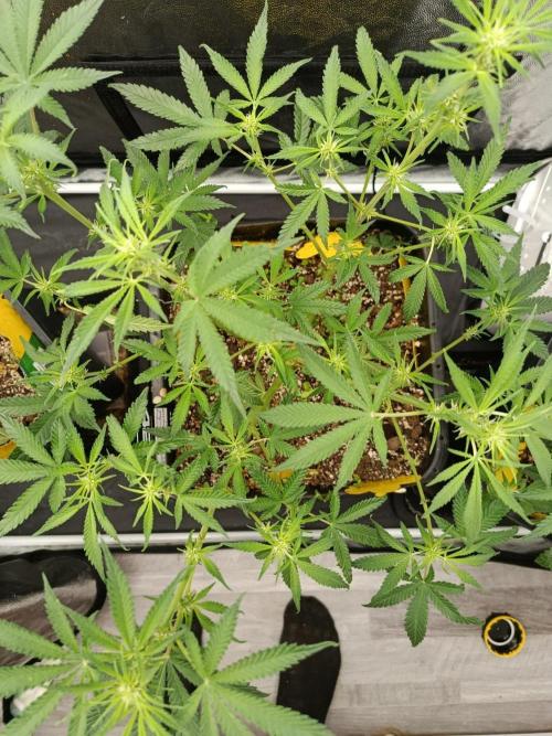 2x FastBuds 1x Barneys Farm. Week 5