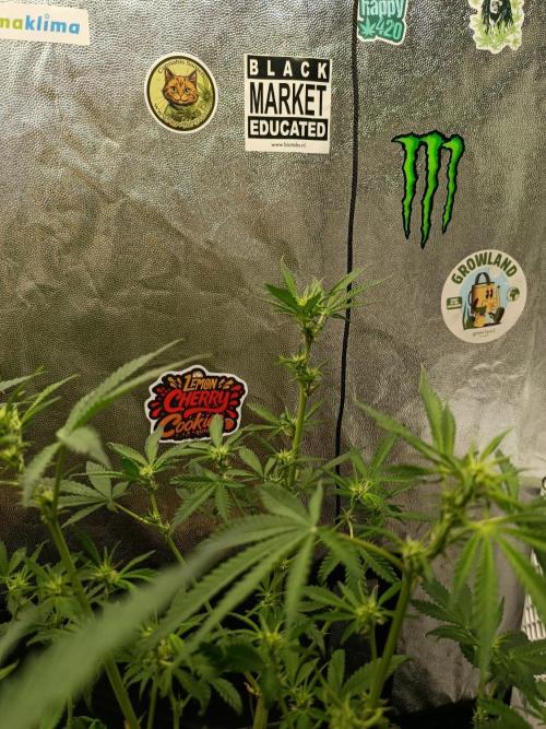 2x FastBuds 1x Barneys Farm. Week 5