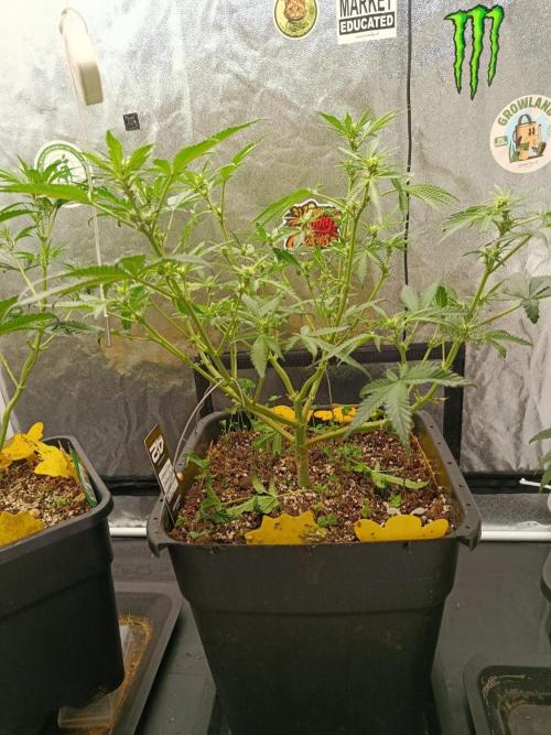 2x FastBuds 1x Barneys Farm. Week 5