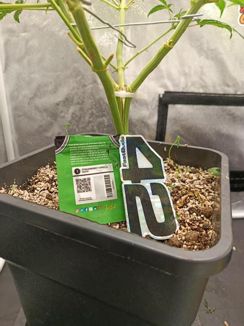 2x FastBuds 1x Barneys Farm. Week 6 - Stamm Spaltung 